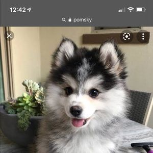 Meet your Posher, Ben